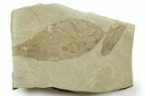 Fossil Leaf (Allophylus & Caesalpinia) Plate - Utah #368733-1